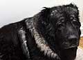 Hexa the very big dog.