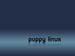 puppy222E45_1600x1200