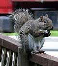 squirrel